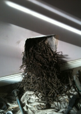 Chimney Sweep, Birds Nest Removal - Kingswinford, West Midlands.