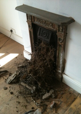 Chimney Sweep, Birds Nest Removal Stourbridge, West Midlands.